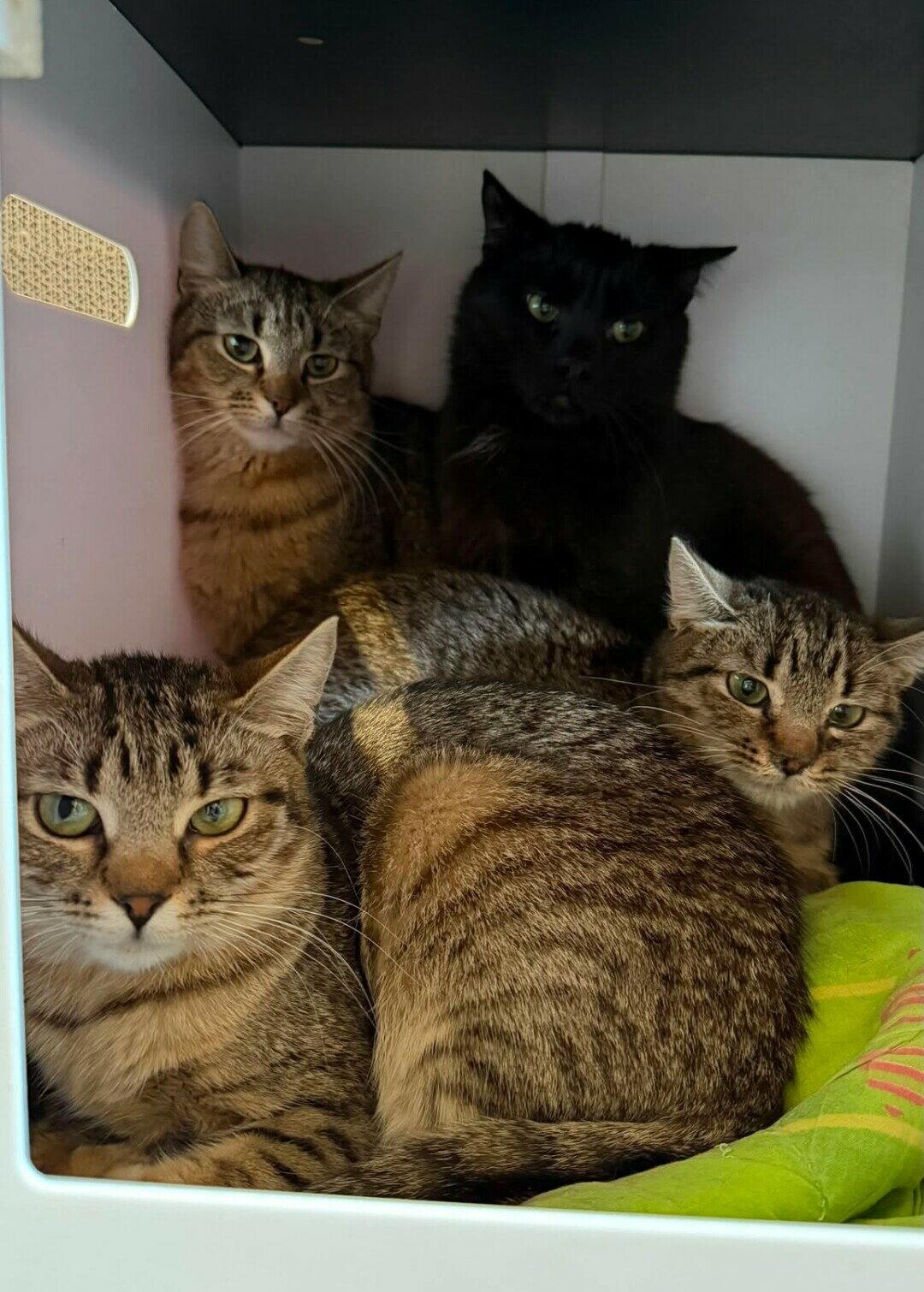 Zibi, Mavi, Vivi, Timi