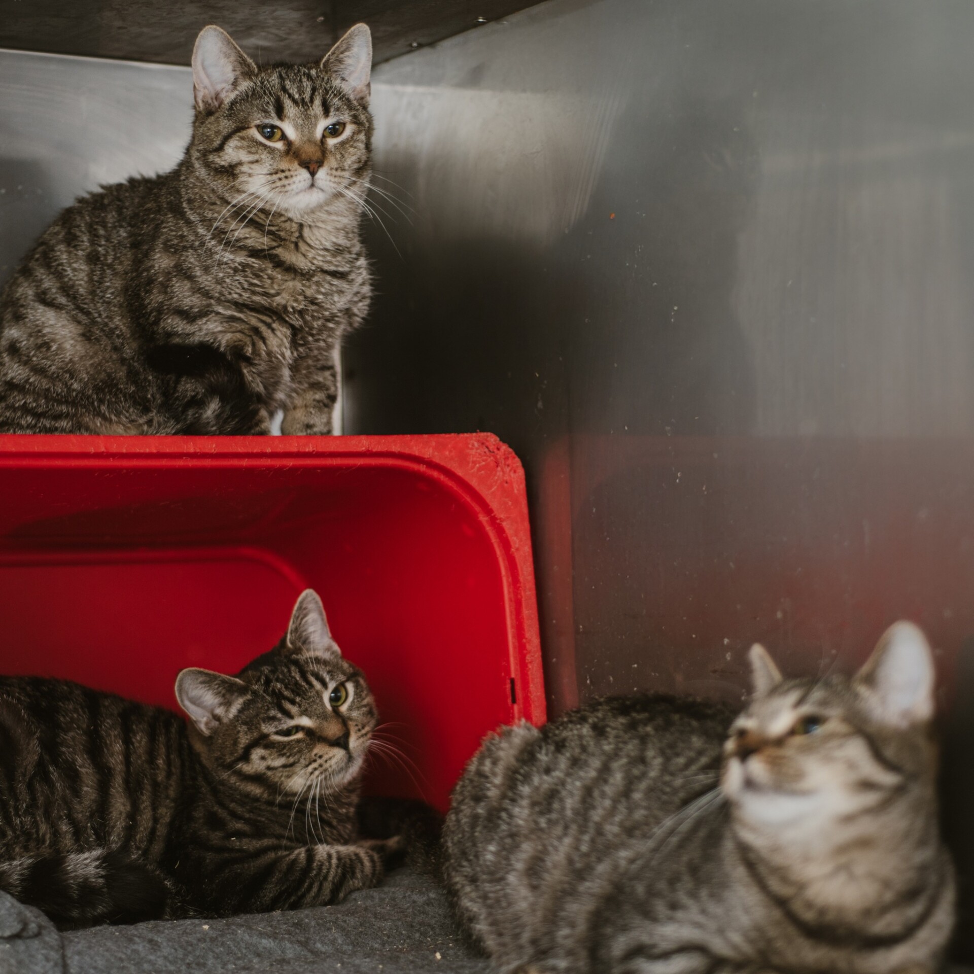 Arsen, Argon i Glinka