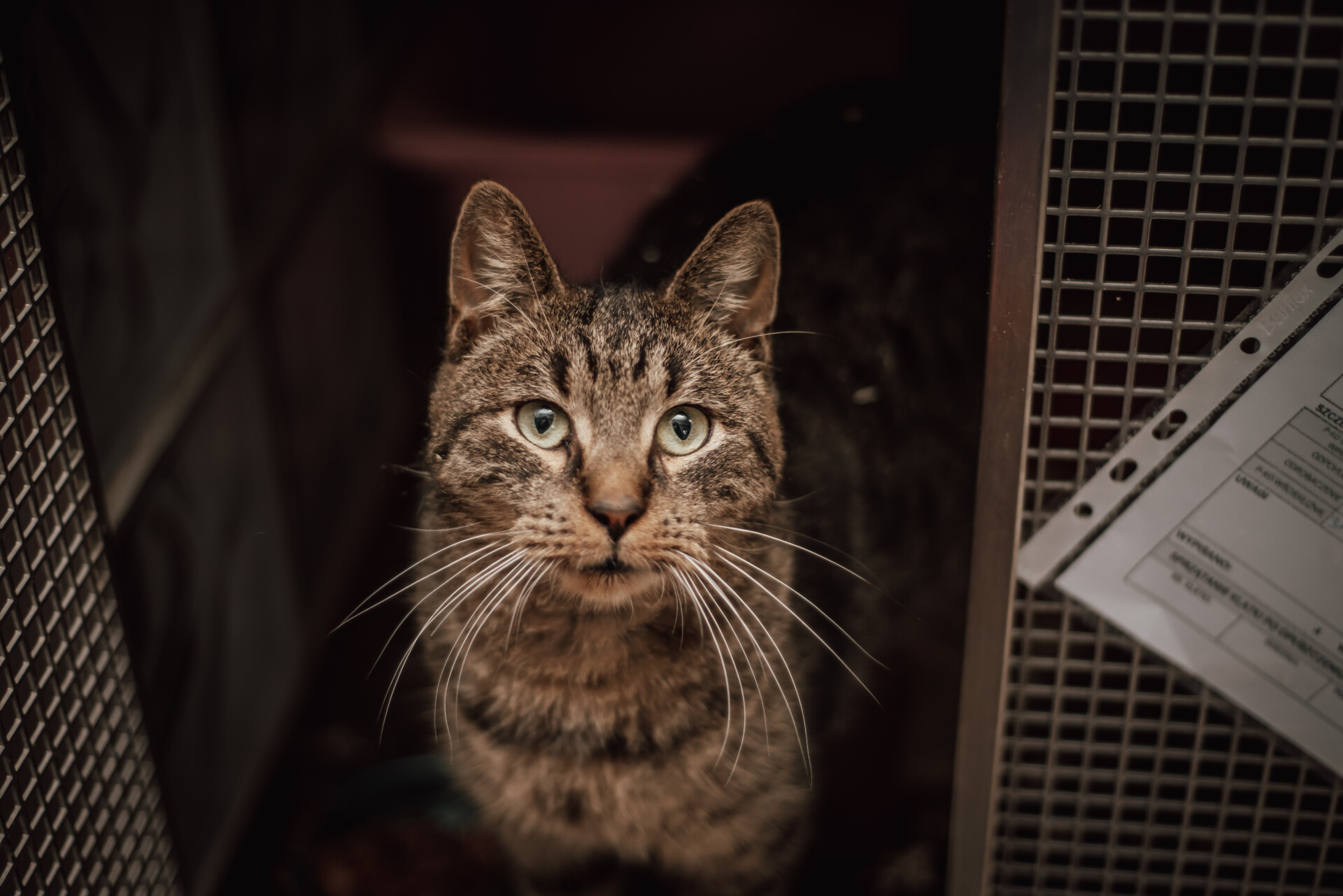 K312/25 Pan Ogródkowy