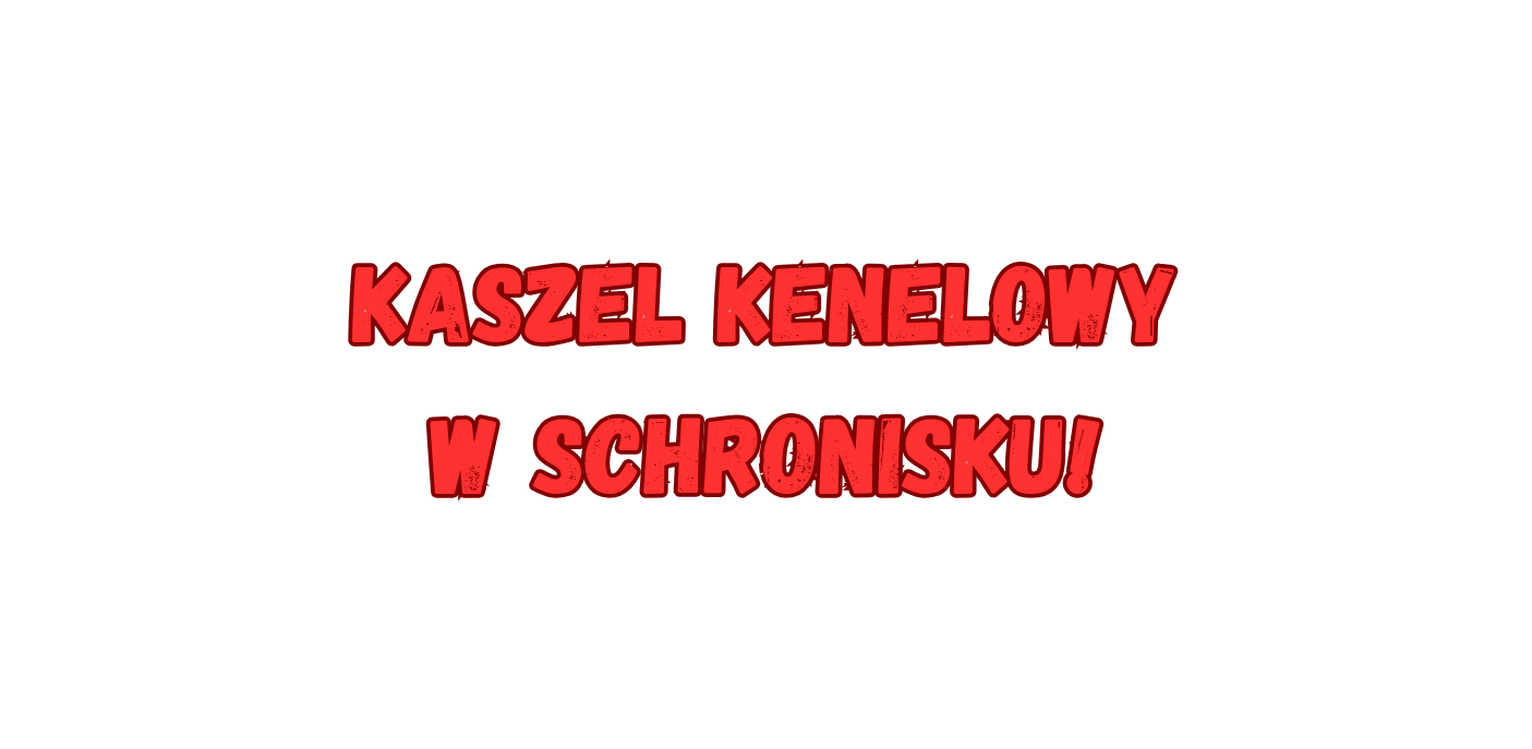W schronisku potrzebujemy leków!