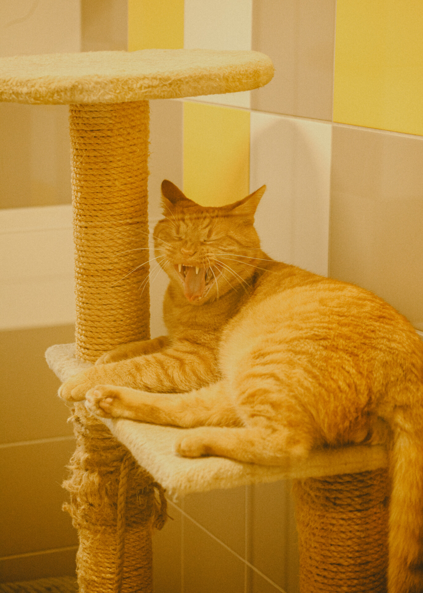 Listopadowe Daj Pieskom Pobiegać I Kotkom Pomruczeć za nami 🥰