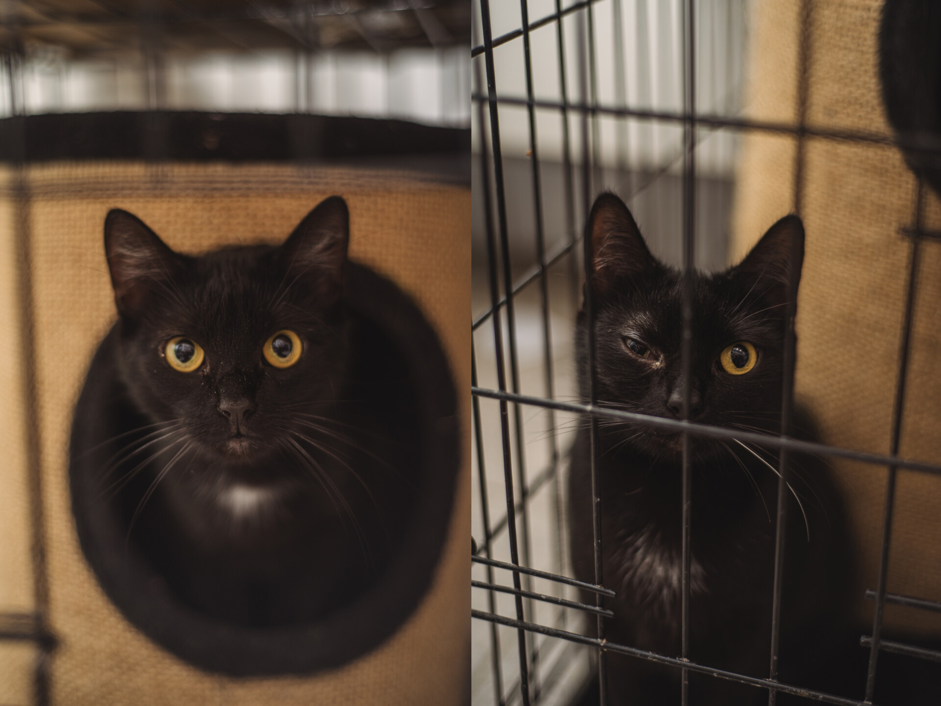 K365/25 Ira i K366/25 Runa