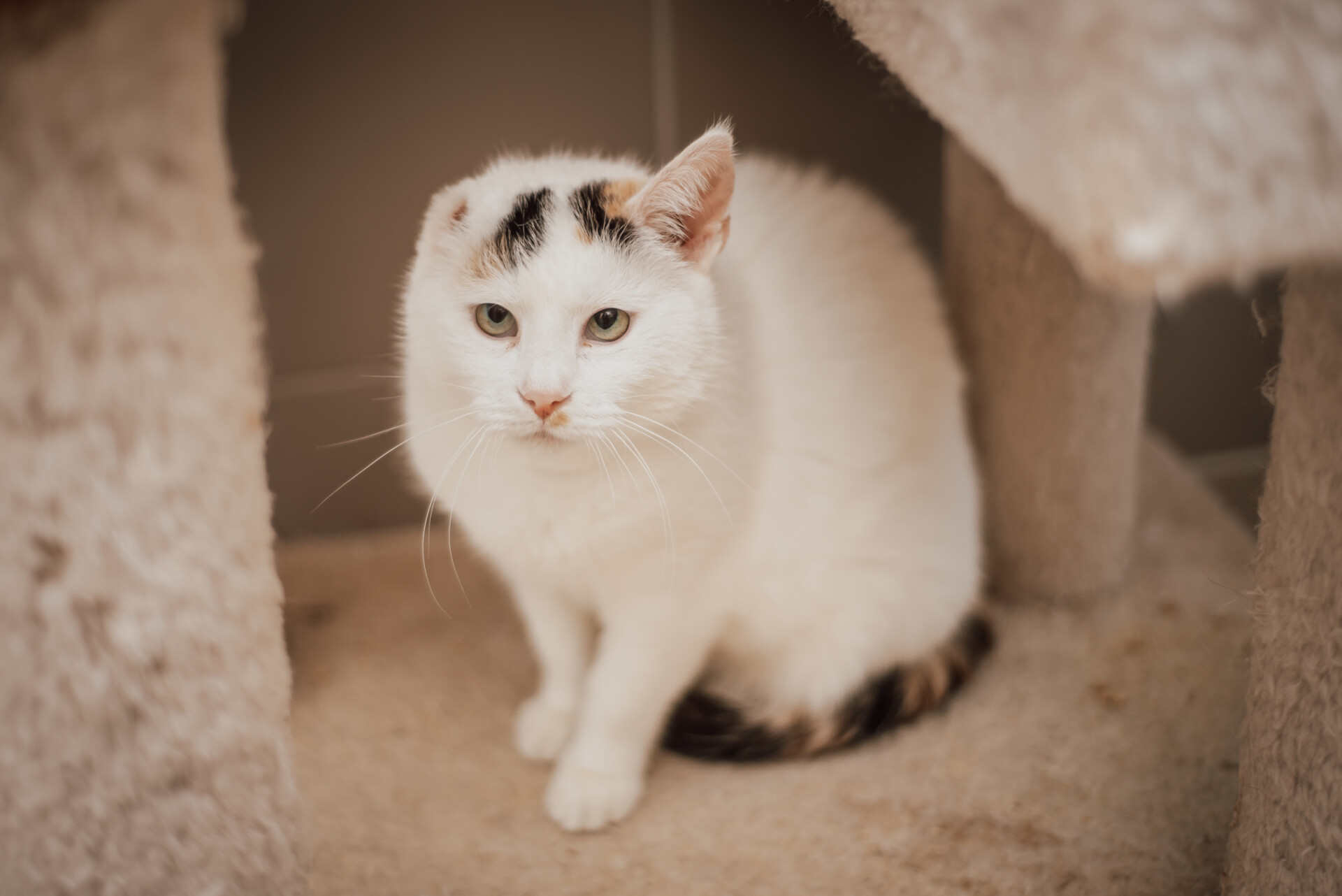 K362/24 Krogulka (FELV)