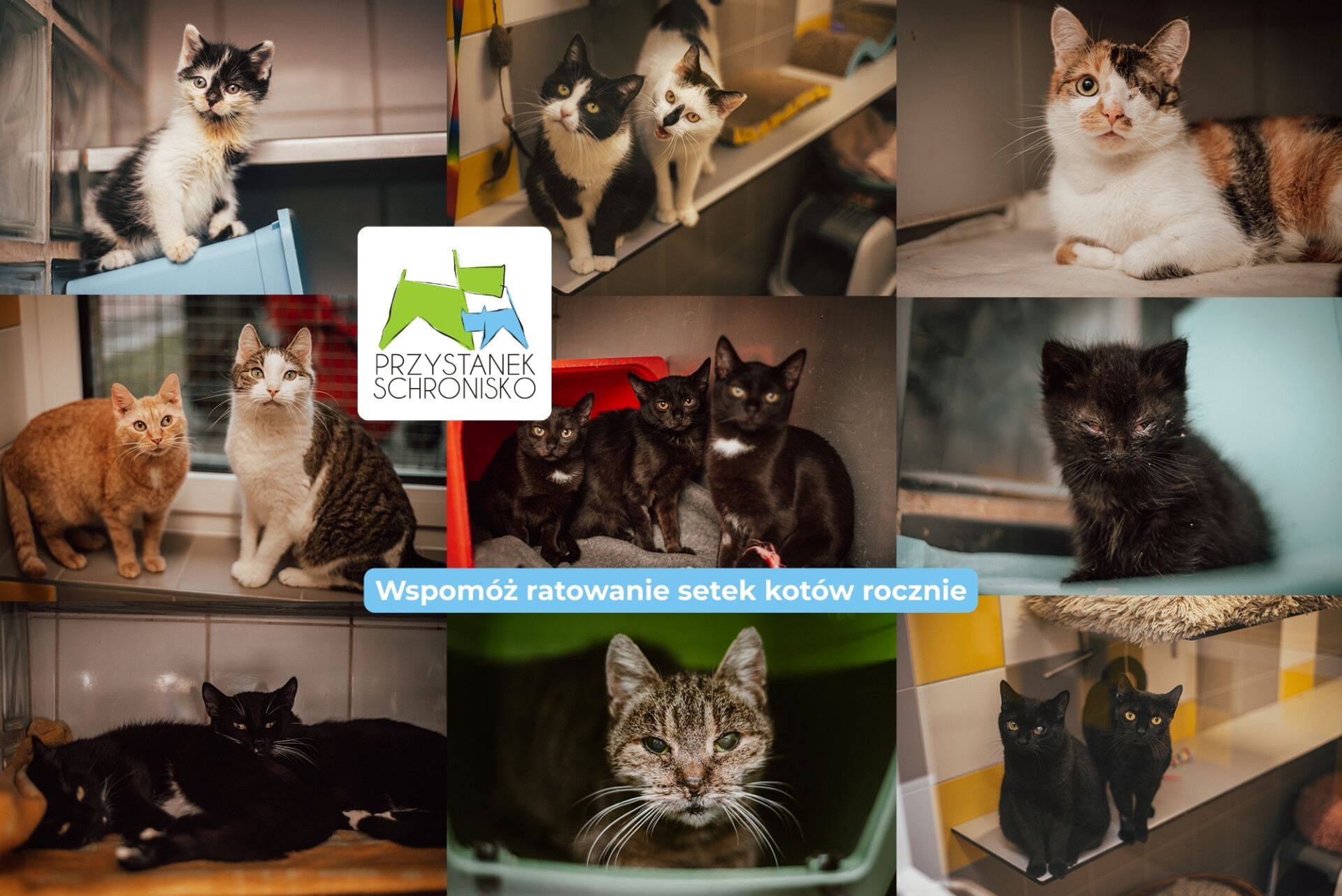 Wesprzyj koty pod opieką Fundacji