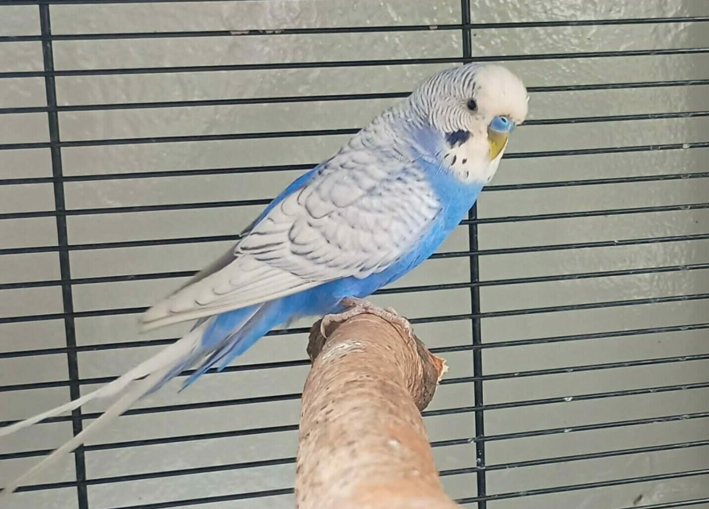 Czekaj (papużka falista)