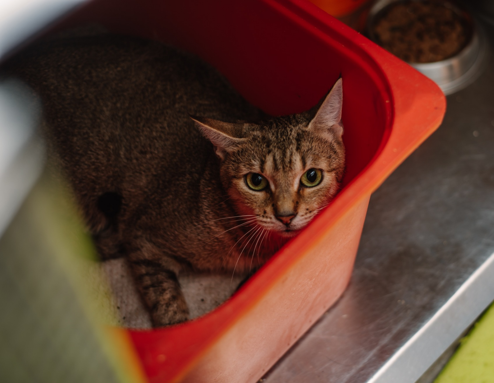 K91/24 Ms. Mime | Mimi