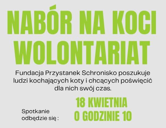 Nabór na koci wolontariat!