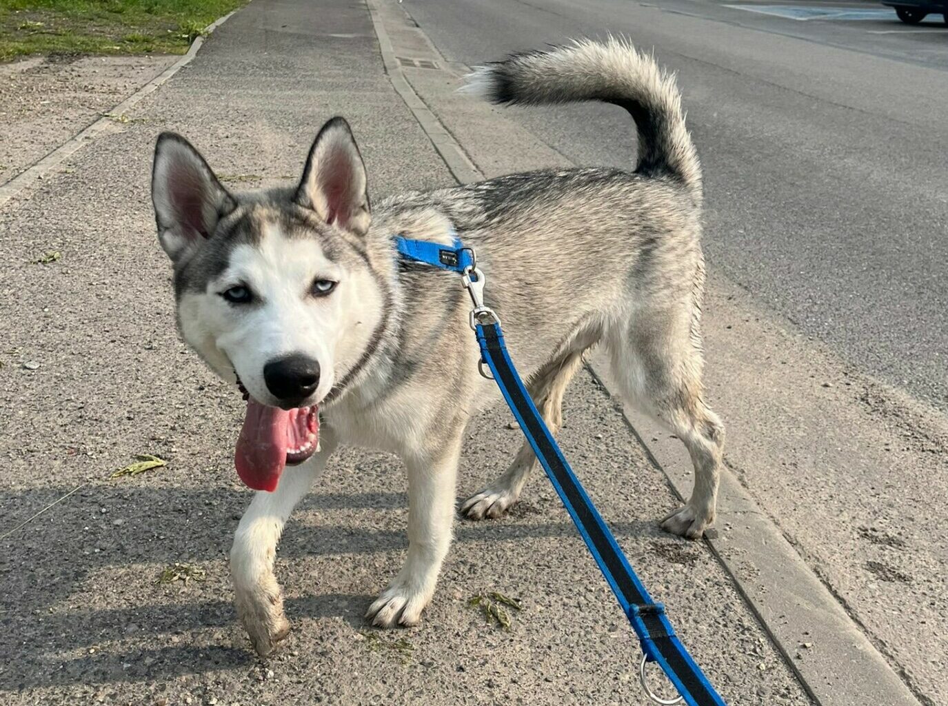 Cezar