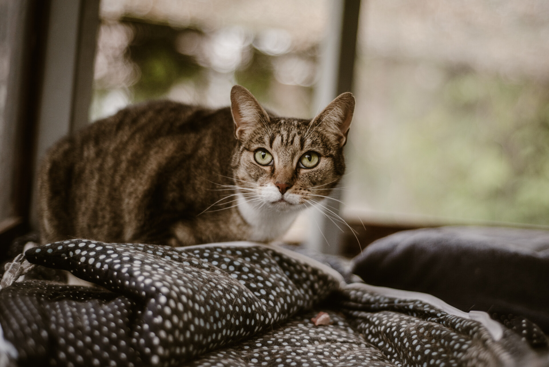 Nala