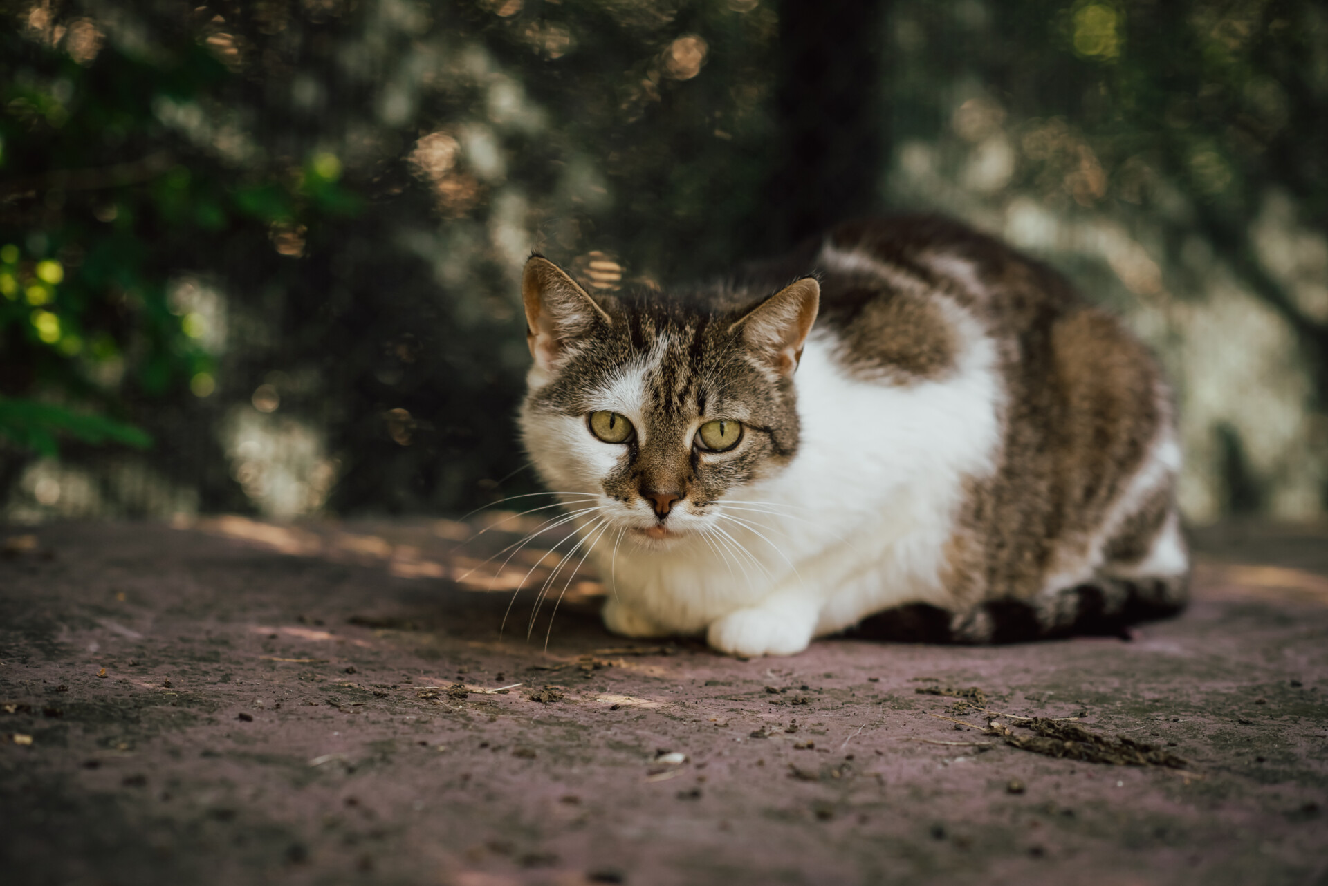 Tofifi