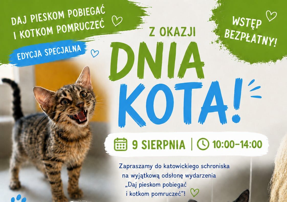 Dzień kota w schronisku! 9 sierpnia