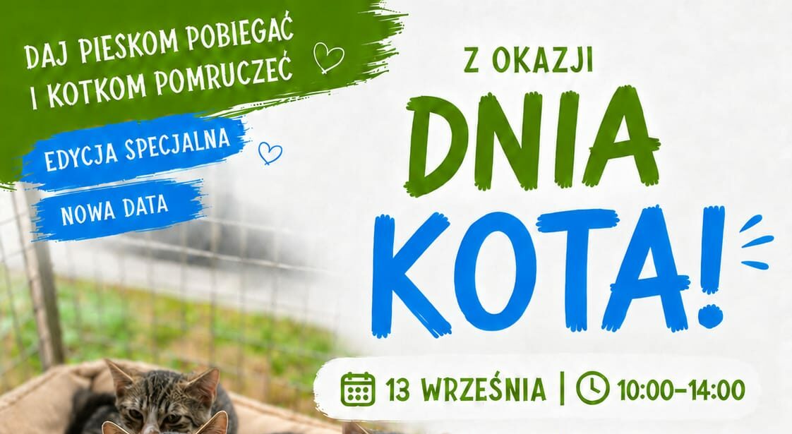 Dzień kota w schronisku! 13 września