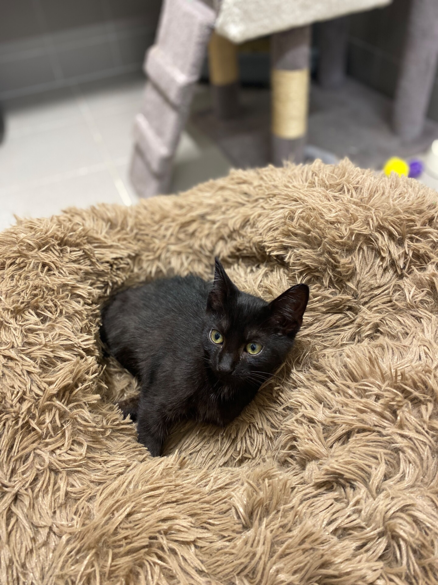 K264/26 Dolcetto