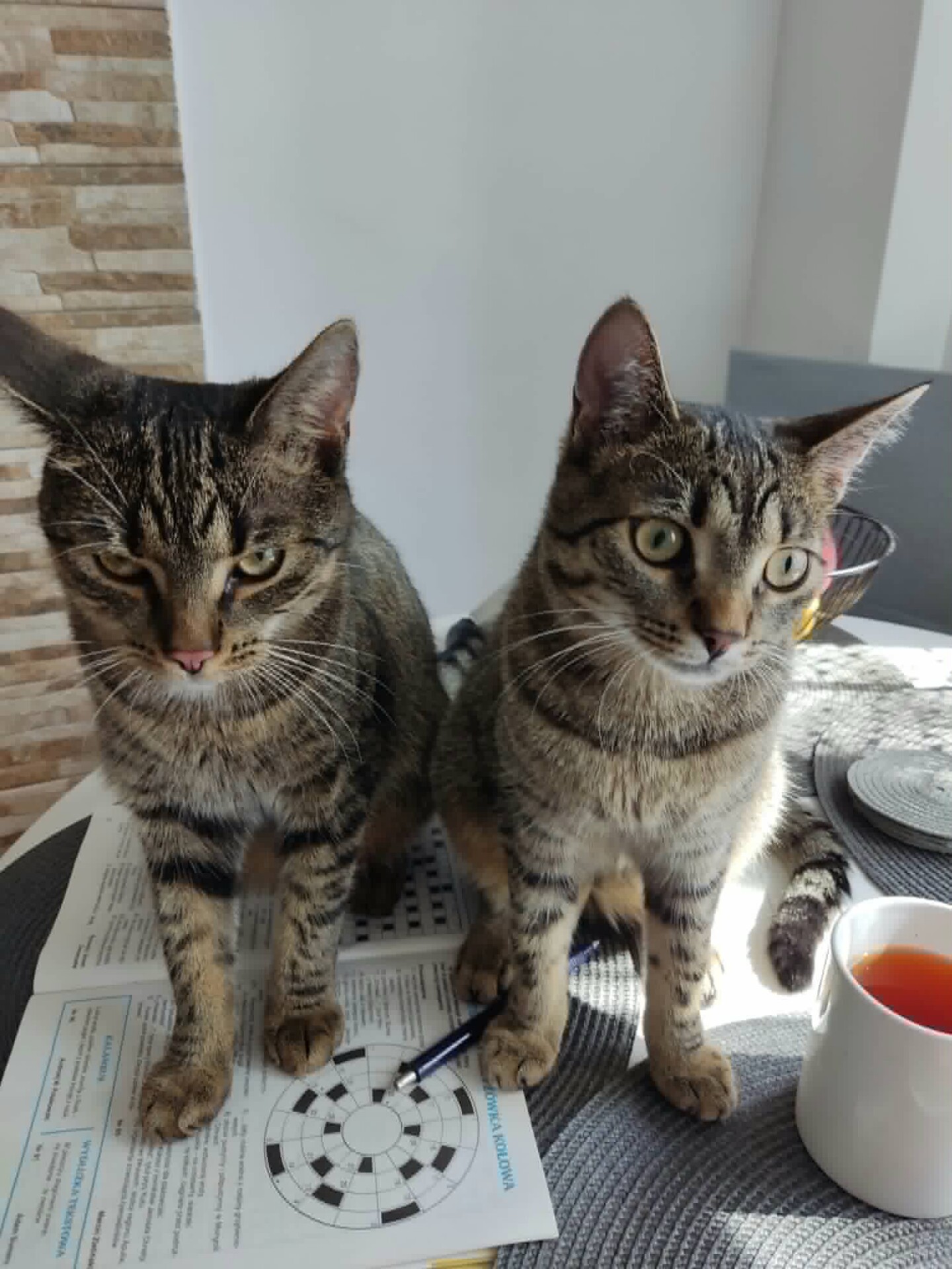 Nala i Niko DT
